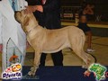 In Memorian - Fila Brasileiro Dourado - Canil Singular - Mont